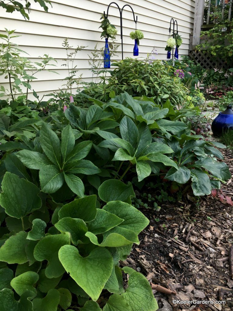 Many different greens fill this shade garden at Keeler Gardens. Siberian bugloss and Lenten rose foliage offer a coarse foreground while Astilbe and Pieris fill the background with a finer texture. Hints of blue dot the garden, and although they are manmade additions, bottles and torches, the added color makes a wonderful accent.