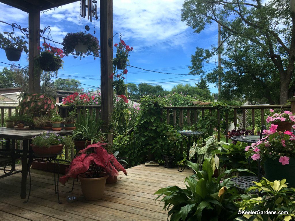 Summer annuals fill the rear deck at Keeler Gardens in the foreground you'll see variegated Hawaiian Schefflera, peace lily, impatiens, Caladiums, petunias, fan flower, and wandering Jew. You see hints of the garden in the background, a towering ash that has been protected from the ash borer. The height of the grape plant covering the pergola and the climbing hydrangea blanketing the railing. Biophilia carried us through this creation.