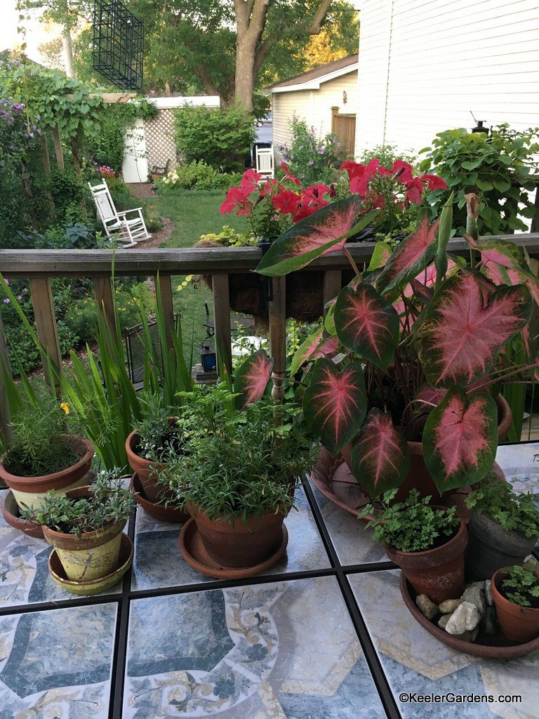 Sitting down at the dining table at the back deck of Keeler Gardens you are greeted with multiple pots of flowers. Tucked into each pot are small sprigs of feverfew, alyssum, and threadleaf coreopsis. Two substantial pots hold red elephant ears and petunias. In the background, reached by a short walk across the lawn, a rocking chair sits under a pergola covered by a climbing grape plant, over-looking the shade garden.