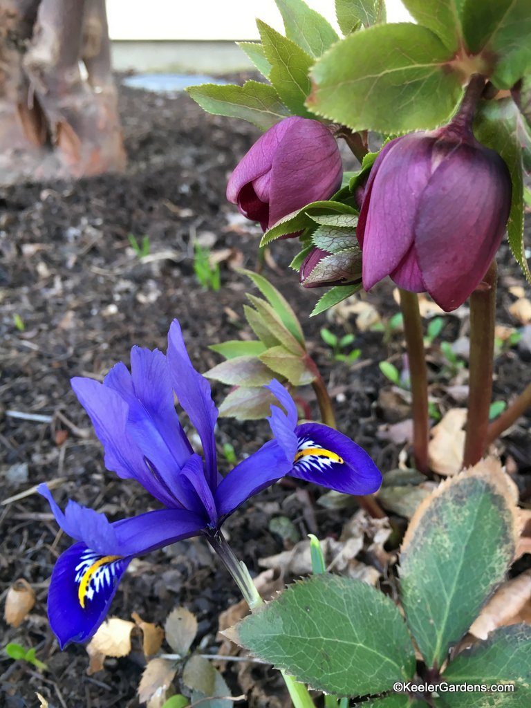 An early-blooming, small bulb, Iris reticulata 'Harmony', offers an amazing royal purple flower with white and yellow accents. At only about four inches tall it is tucked under the burgundy bracts of Lenten rose that appear as flowers nodding at the ends of stems. These spring blooms tantalizes our biophilic nature.