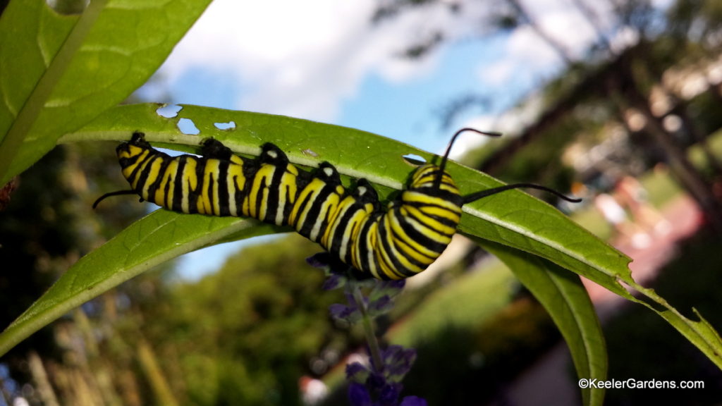 A yellow, black, and white caterpillar is eating a milkweed leaf that it is holding on to the bottom of. In the background there is a blue sprig of saliva.