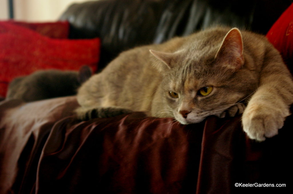 A beautiful gray tabby with a hint of dark smoke rings adorn her from head to toes to tail. Her yellow eyes staring towards the ground as she lets a paw dangle off the couch as she wonders why she has been woken up from her nap. In the background her dark gray brother appears to be sound asleep except for one ear that stands at attention.