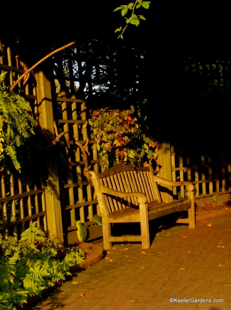 A bench bathed in evening sunlight invites us inside the pergola to watch the sunset. The wooden bench on the brick ground faces out over the Rose Garden at the Chicago Botanic Garden.