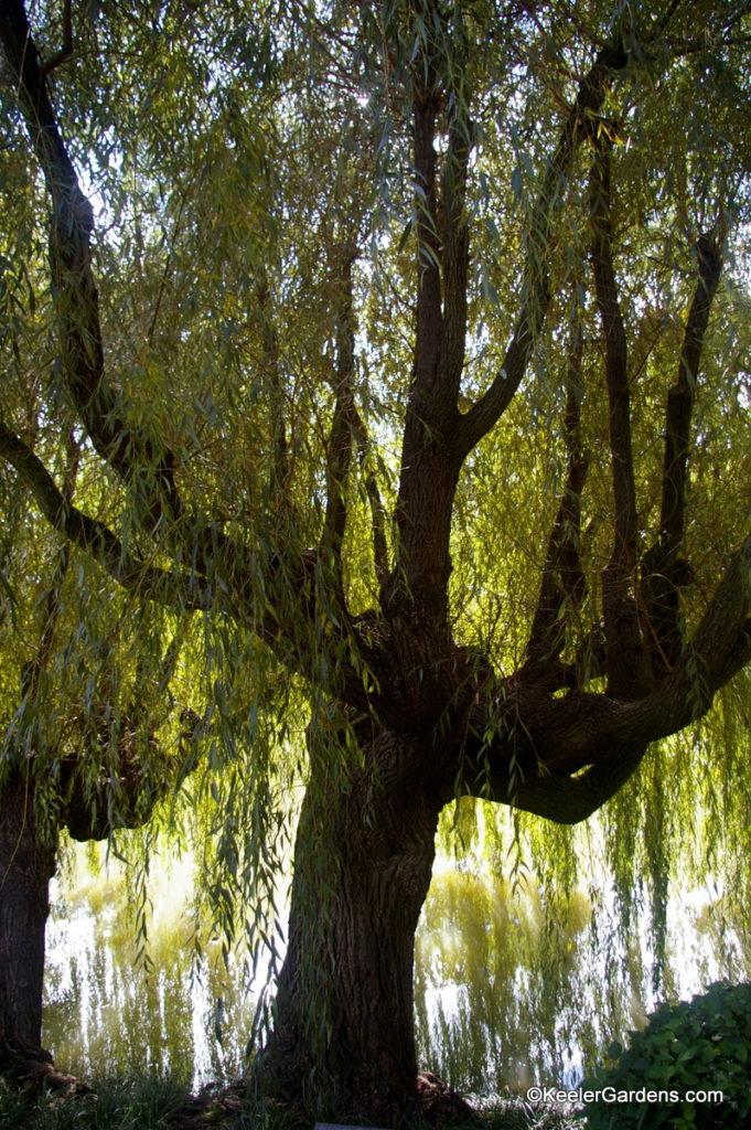 This giant weeping willow tree stands as a giant guardian almost all but blocking the view of the water behind it. It's huge branches arch down towards the water like a hundred horses stopping to drink at a river.