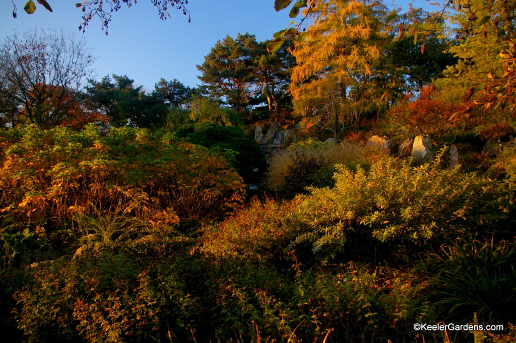 A lush landscape bathed in yellow light as the sun starts to set. The shrubs adorn the hillside that is home to the waterfall garden. In a break towards the top one can see the top of one of the waterfalls and almost hear the water trickle down the hill.