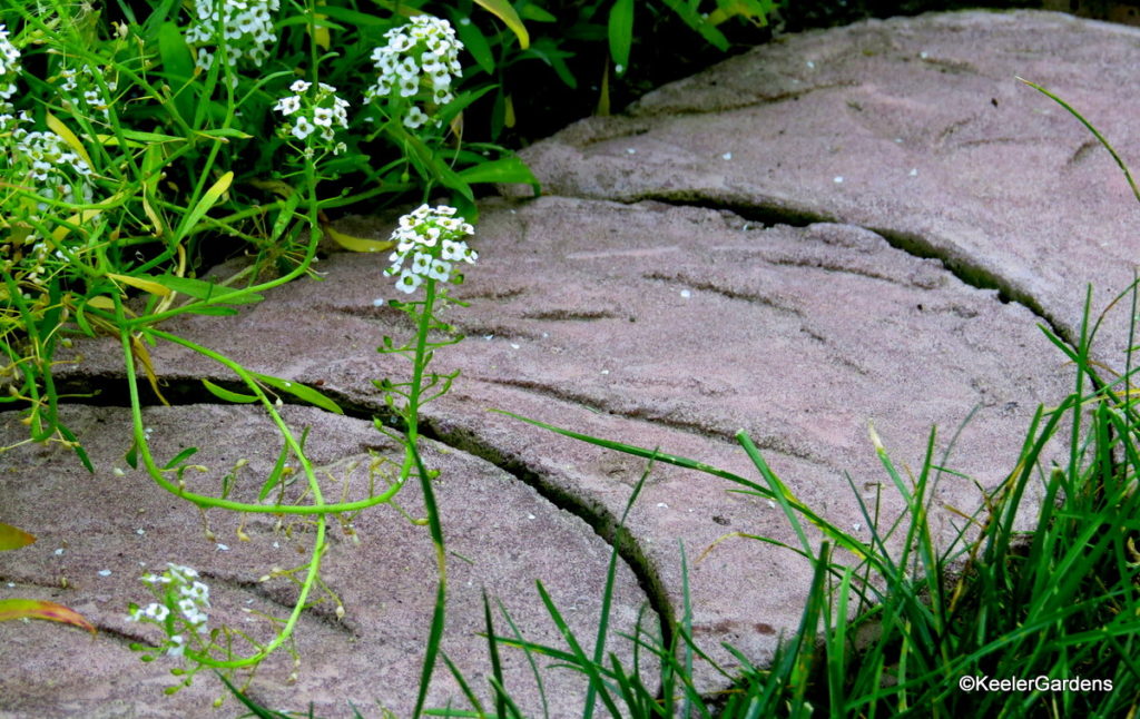 A row of uniquely shaped pavers interlock to form a curved line. Made from a concrete mix with a pink dye, they separate the grass lawn from the alyssum in the flower bed.