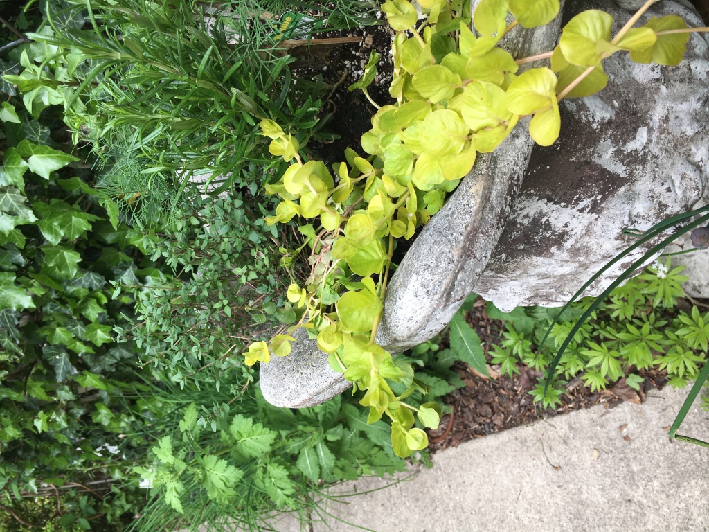 Mixed herbs by a sidewalk.