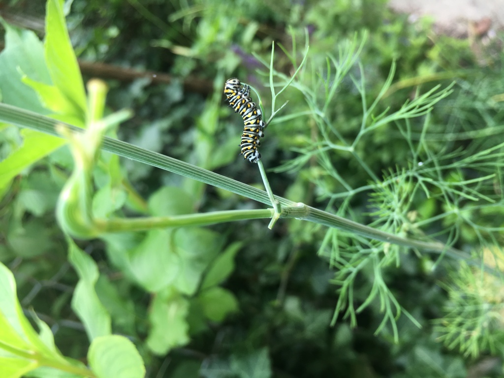 Swallowtail caterpillar eating the stem on a dill plant.