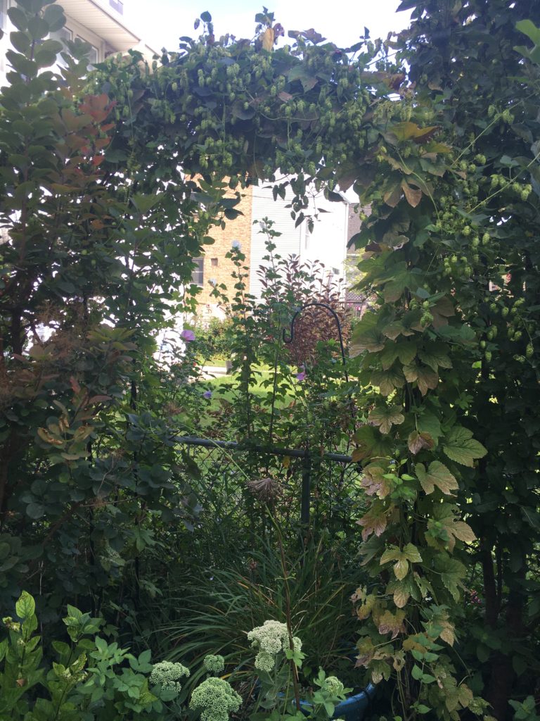 Hop vines covering an eight - foot arbor