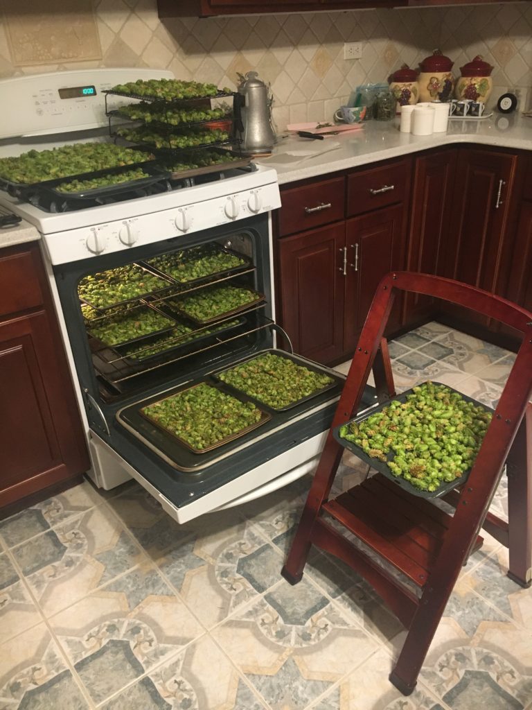 Hop harvest drying in racks with aided air flow