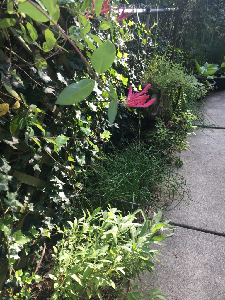 Tarragon plants among other herbs by a sidewalk.